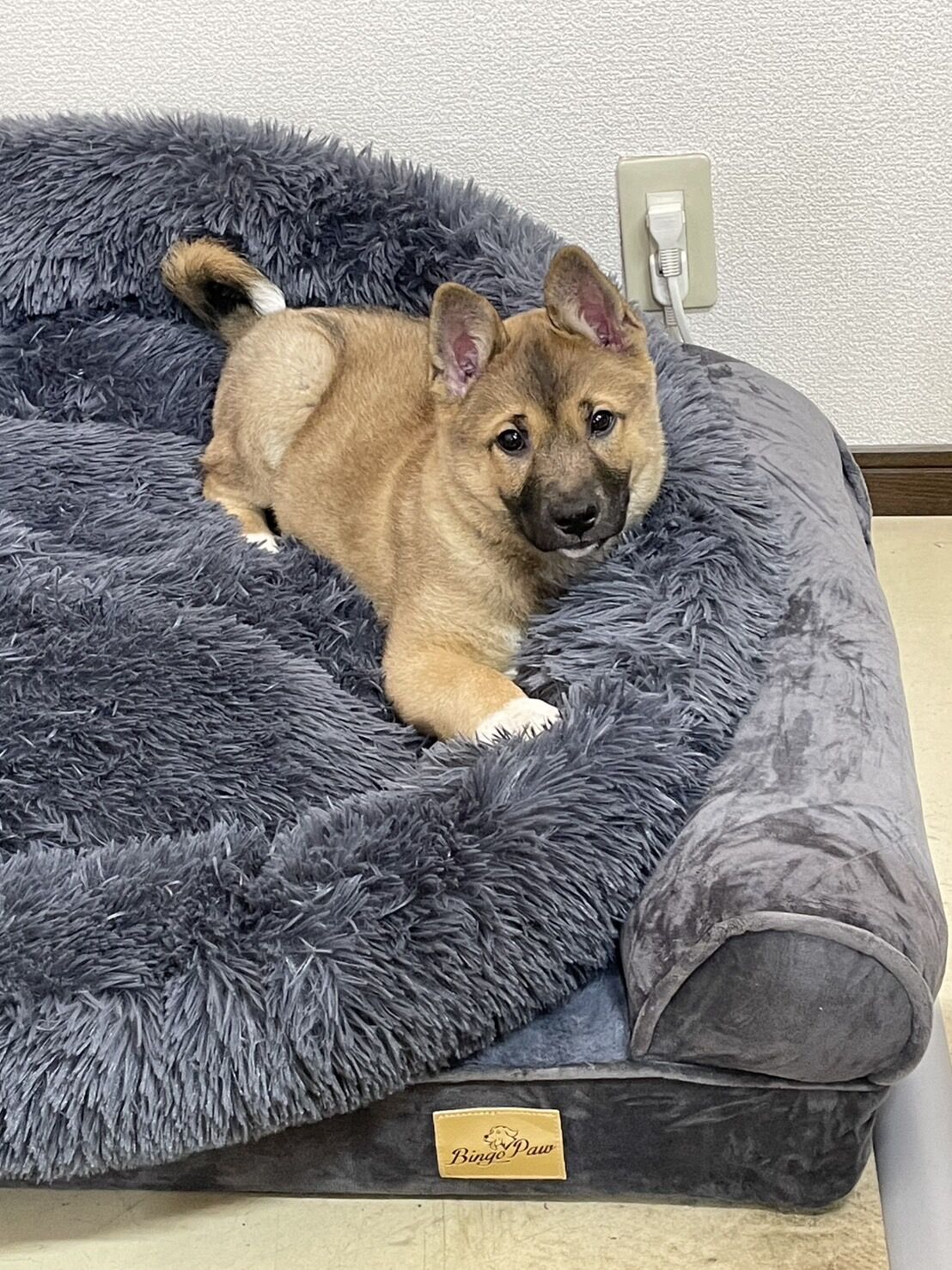 がんちゃ子犬